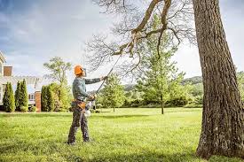 Trusted Oakland, NE Tree Care Services Experts