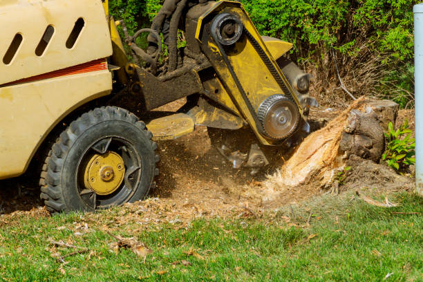 Best Tree Disease Treatment  in Oakland, NE