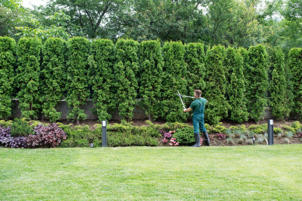 Best Tree Maintenance Programs  in Oakland, NE