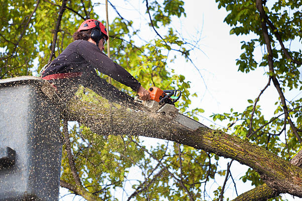 How Our Tree Care Process Works  in  Oakland, NE